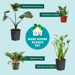 Rare House Plant Kit -GreenNest Store RareHousePlantKitGraphic