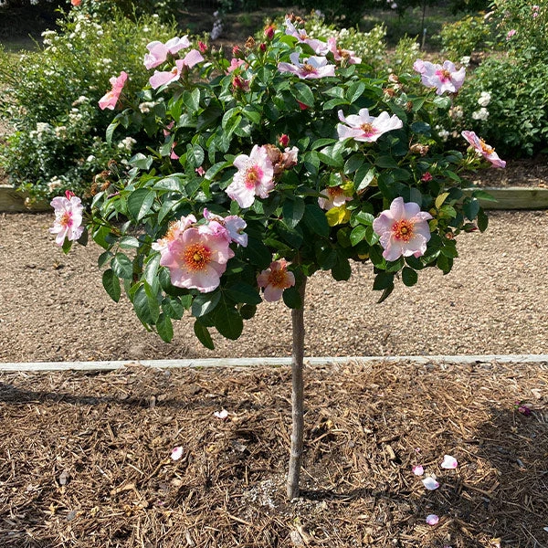 Raspberry Kiss™ Rose Tree 1 Raspberry Kiss™ Rose Tree