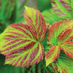 Bushel And Berry® Raspberry Shortcake® Bush -GreenNest Store Raspberry Shortcake 4