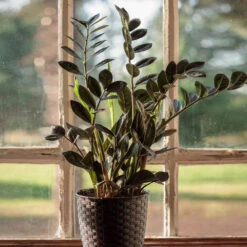 Raven ZZ Plant -GreenNest Store Raven ZZ 1