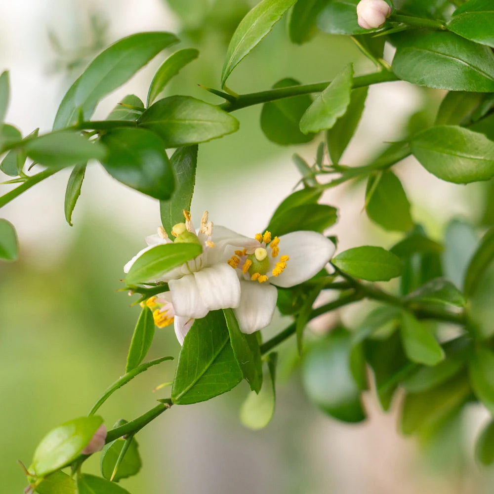 Red Finger Lime Tree 3 Red Finger Lime Tree - Image 3