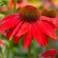 Sombrero® Salsa Red Coneflower 7 Sombrero® Salsa Red Coneflower -GreenNest Store Red Salsa Coneflower 2 FGT