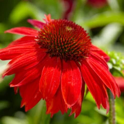 Sombrero® Salsa Red Coneflower 8 Sombrero® Salsa Red Coneflower -GreenNest Store Red Salsa Coneflower 4