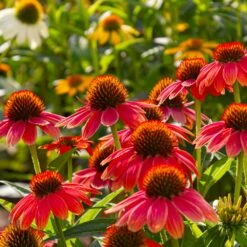 Sombrero® Salsa Red Coneflower 9 Sombrero® Salsa Red Coneflower -GreenNest Store Red Salsa Coneflower 6 FGT