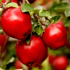 Apple Pollinator Pack -GreenNest Store Red Delicious Apple 1