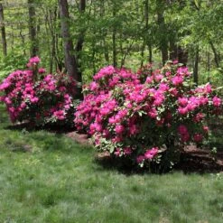 Red Rhododendron Shrub 7 Red Rhododendron Shrub -GreenNest Store Red Rhododendron 1 FGT
