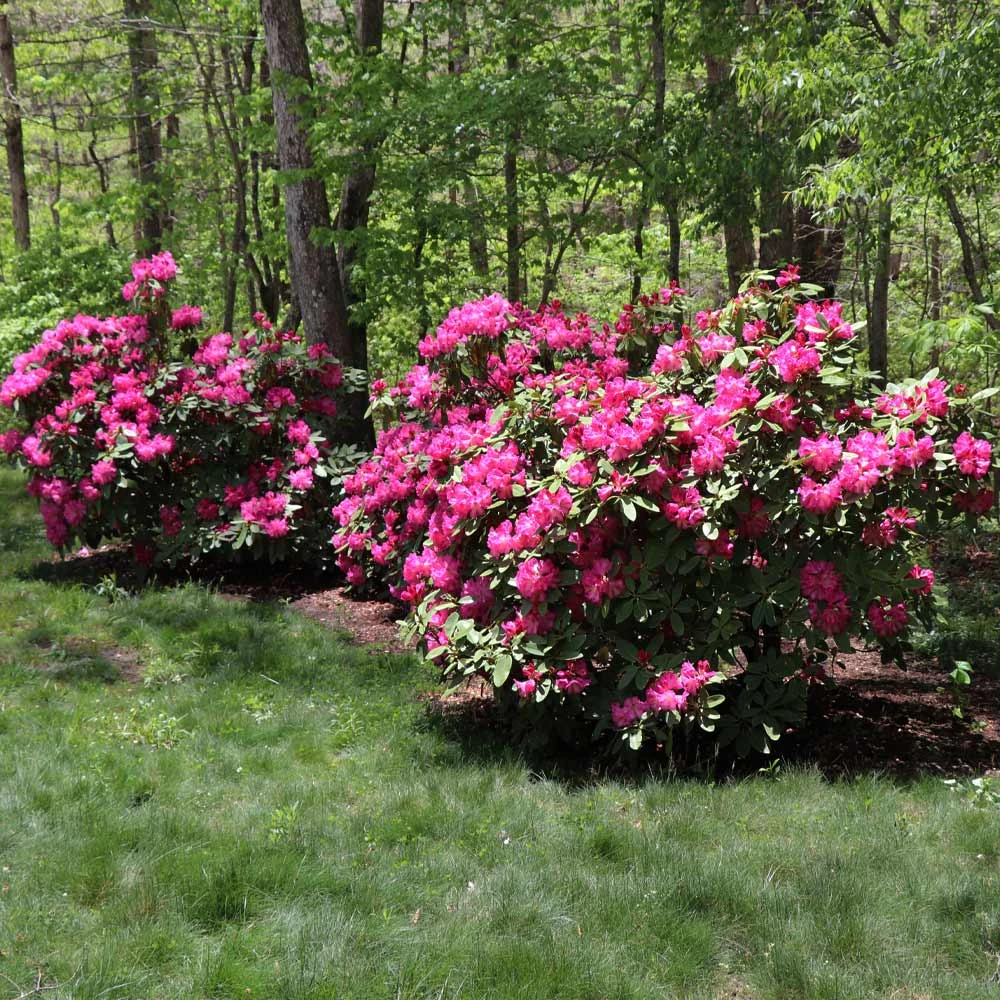 Red Rhododendron Shrub 3 Red Rhododendron Shrub - Image 3