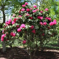 Red Rhododendron Shrub 8 Red Rhododendron Shrub -GreenNest Store Red Rhododendron 3