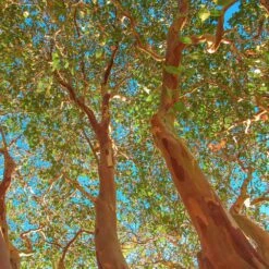 Red Rocket Crape Myrtle -GreenNest Store Red Rocket Crape Myrtle