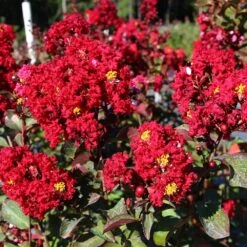 Red Rocket Crape Myrtle -GreenNest Store Red Rocket Crape Myrtle FGT 2jpg
