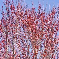 Red Sunset® Maple Tree -GreenNest Store Red Sunset Maple 3