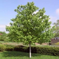 Red Sunset® Maple Tree -GreenNest Store Red Sunset Maple 4