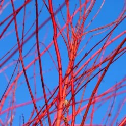 Red Twig Dogwood Shrub -GreenNest Store Red Twig Dogwood 3 FGT