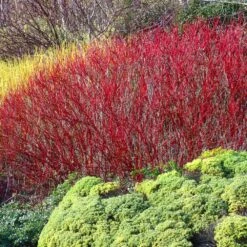 Red Twig Dogwood Shrub -GreenNest Store Red Twig Dogwood 4