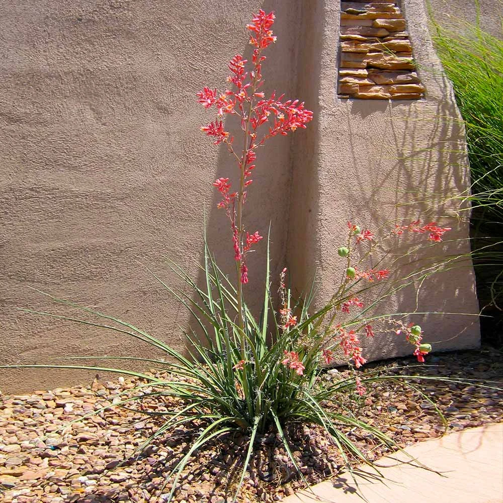 Red Yucca Plant 2 Red Yucca Plant - Image 2