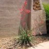 Red Yucca Plant