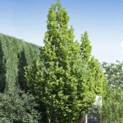 Regal Prince Oak Tree 6 Regal Prince Oak Tree -GreenNest Store Regal Prince Oak 1