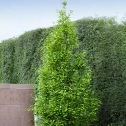 Regal Prince Oak Tree 7 Regal Prince Oak Tree -GreenNest Store Regal Prince Oak 3