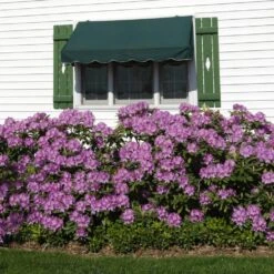 Lavender Rhododendron Shrub -GreenNest Store Rhododendron Lavender 2 FGT