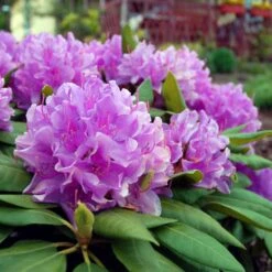 Lavender Rhododendron Shrub -GreenNest Store Rhododendron Lavender 3 FGT