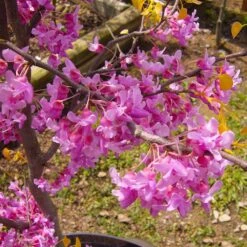 The Rising Sun™ Eastern Redbud Tree 9 The Rising Sun™ Eastern Redbud Tree -GreenNest Store Rising Sun Redbud 6