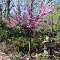 The Rising Sun™ Eastern Redbud Tree 10 The Rising Sun™ Eastern Redbud Tree -GreenNest Store Rising Sun Redbud 7