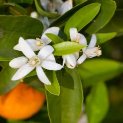 Robertson Navel Orange -GreenNest Store Robertson Navel Orange 1