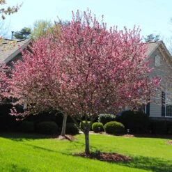 Robinson Crabapple Tree 7 Robinson Crabapple Tree -GreenNest Store Robinson Crabapple 3 FGT