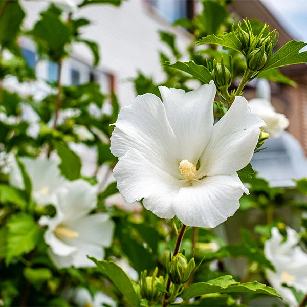 White Rose Of Sharon Althea Tree 1 White Rose Of Sharon Althea Tree