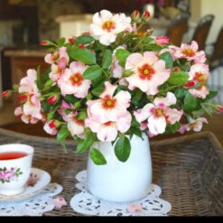 Raspberry Kiss™ Rose Tree 7 Raspberry Kiss™ Rose Tree -GreenNest Store Rosemarry Kiss Rose tree 1