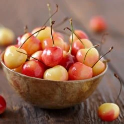 Royal Ann Cherry Tree 6 Royal Ann Cherry Tree -GreenNest Store Royal Ann CHerry Tree 1 FGT