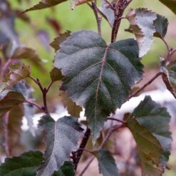 Royal Frost® Birch Tree -GreenNest Store Royal Frost Birch 2 FGT