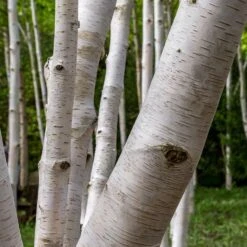 Royal Frost® Birch Tree -GreenNest Store Royal Frost Birch 3 FGT
