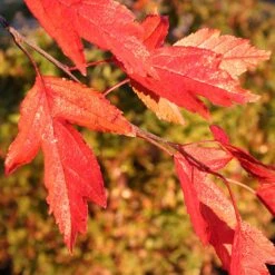 Royal Raindrops® Crabapple Tree -GreenNest Store Royal Raindrops Crabapple 4