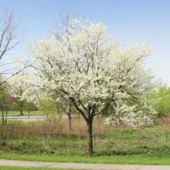 Royal White Redbud Tree 7 Royal White Redbud Tree -GreenNest Store Royal White Redbud 1
