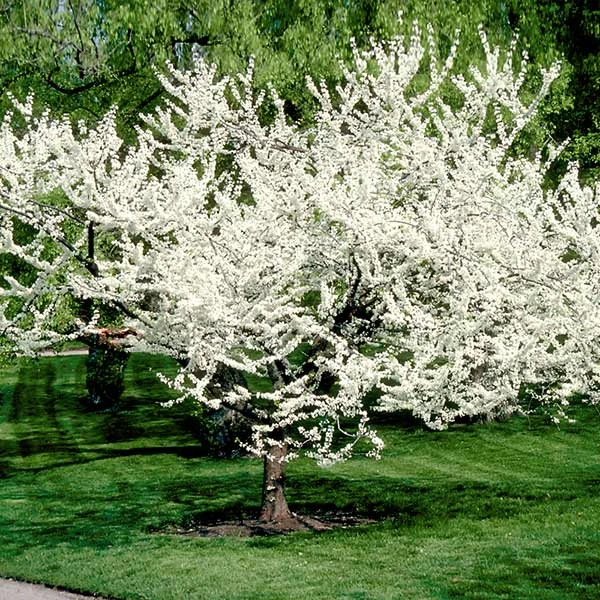 Royal White Redbud Tree 1 Royal White Redbud Tree