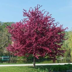 Royalty Crabapple Tree -GreenNest Store Royalty Crabapple 5 BB