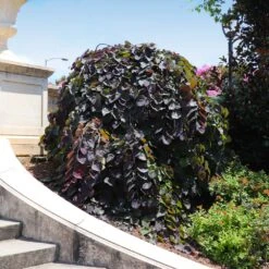 Ruby Falls Redbud Tree -GreenNest Store Ruby Falls Redbud 8