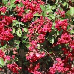 Ruby Prince™ Emerald Empire® Crape Myrtle Tree 7 Ruby Prince™ Emerald Empire® Crape Myrtle Tree -GreenNest Store Ruby Prince Crape Myrtle 1