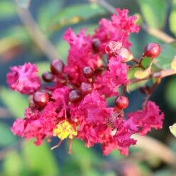 Ruby Prince™ Emerald Empire® Crape Myrtle Tree 9 Ruby Prince™ Emerald Empire® Crape Myrtle Tree -GreenNest Store Ruby Prince Crape Myrtle 3