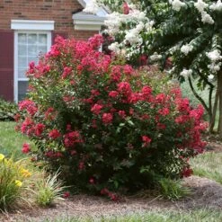 Ruby Prince⢠Emerald Empire® Crape Myrtle Tree
