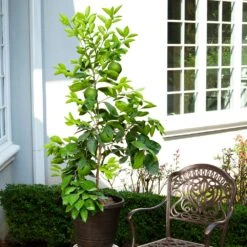 Ruby Red Grapefruit Tree 9 Ruby Red Grapefruit Tree -GreenNest Store Ruby Red Grapefruit 8