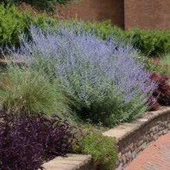 Russian Sage -GreenNest Store Russian Sage 1 FGT