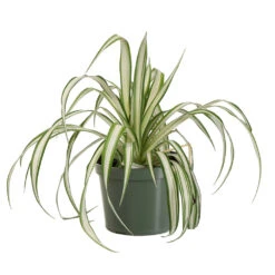 Spider Plant -GreenNest Store SPI PLA1