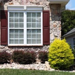 Sunshine Ligustrum Shrub -GreenNest Store SUnshine Ligustrum 5