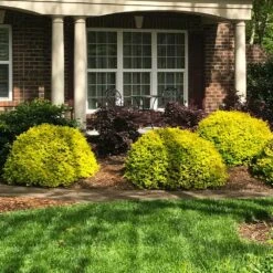 Sunshine Ligustrum Shrub -GreenNest Store SUnshine Ligustrum 7 e9be5f8f a606 4495 ac32 d8f61b2e15c7