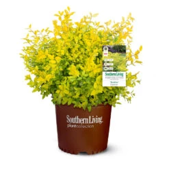 Sunshine Ligustrum Shrub -GreenNest Store SUnshine Ligustrum 9