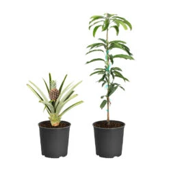 Front Page -GreenNest Store Salsa Kit 1