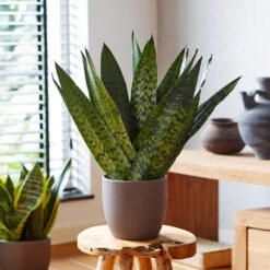 New Apartment House Plant Kit -GreenNest Store Sansevieria Zeylandica 2 b962a2c6 7794 4c00 bcc0 44626111a514