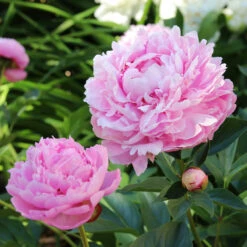 Sarah Bernhardt Peony -GreenNest Store Sarah Bernhardt Peony 5 FGT